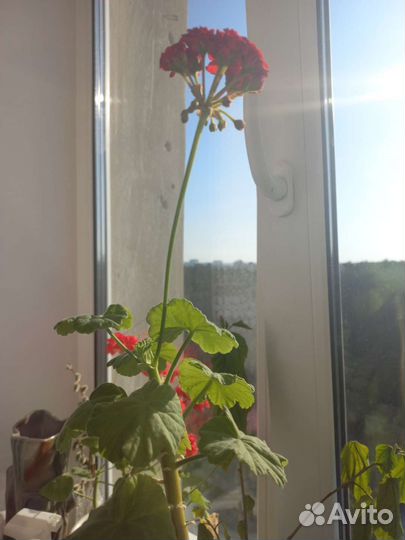 Комнатные домашние растения