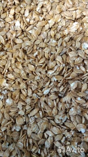 Ячмень плющеный Для Лошадей и Пони