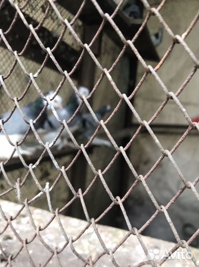 Голубь северокавказские