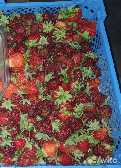 Рассада клубники