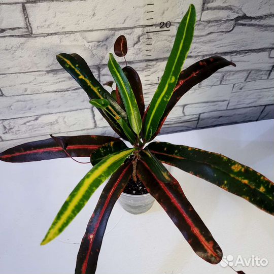 Кротоны сортовые