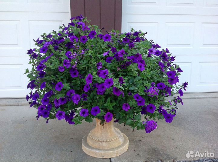 Петуния Альдерман