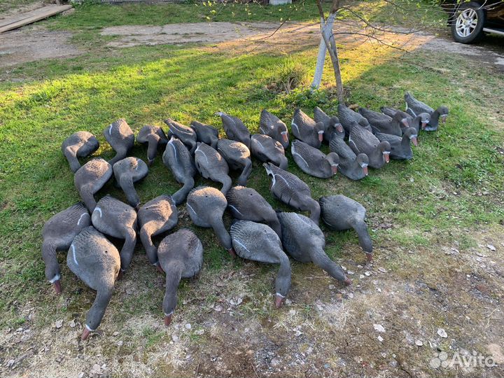 Чучела белолобых гусей