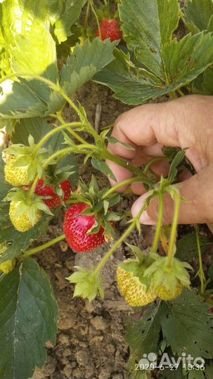 Рассада, Саженцы клубники