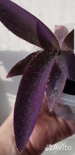 Традесканция пурпурная