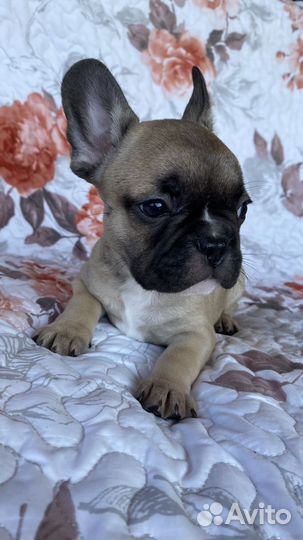Щенки французского бульдога