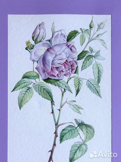 Роза. Ботаническая акварель