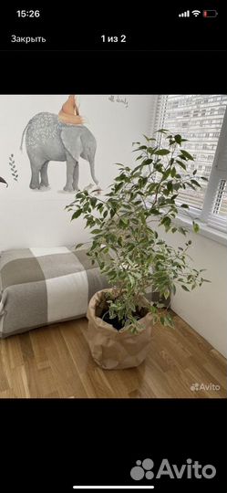 Фикус бенджамина