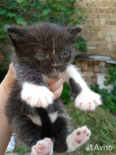 Отдам котят бесплатно в добрые руки