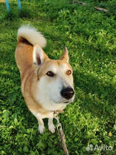 Корги переросток