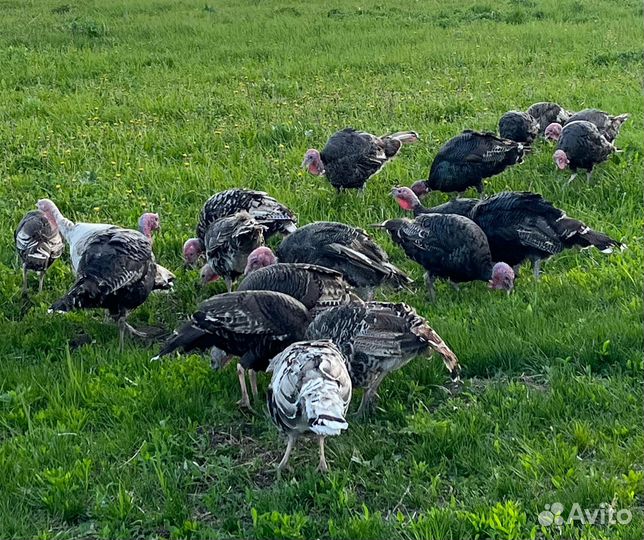 Индюшки молодые