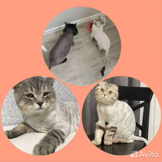 Грумер / Стрижка кошек и собак