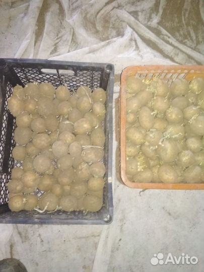 Семенной картофель