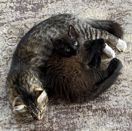 Котик черный 2 мес