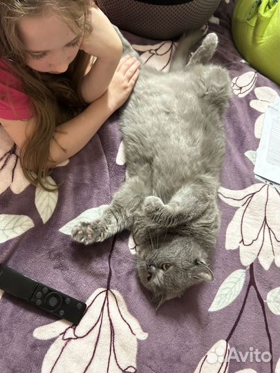 Британская кошка в дар