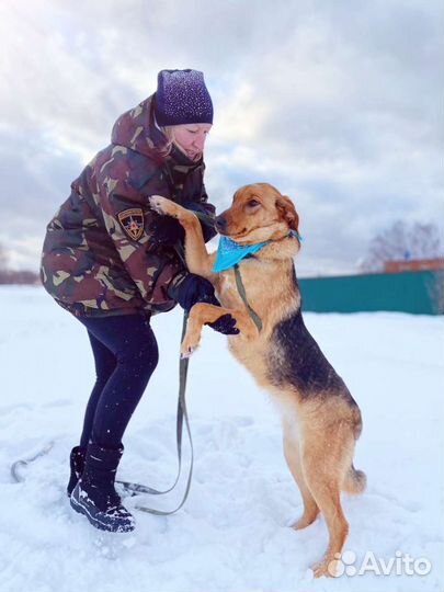 Собака Баффи ищет дом