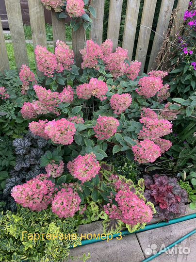 Гортензия саженцы