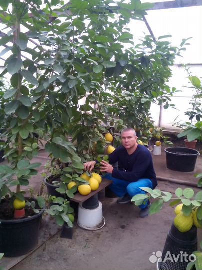 Лимон плодоносящий сорт Пандероза