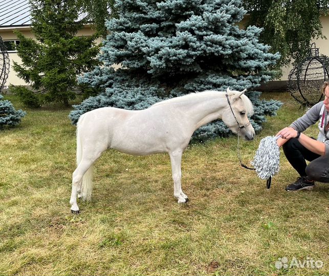 Американская мини лошадь/мини пони,соловая кобылка
