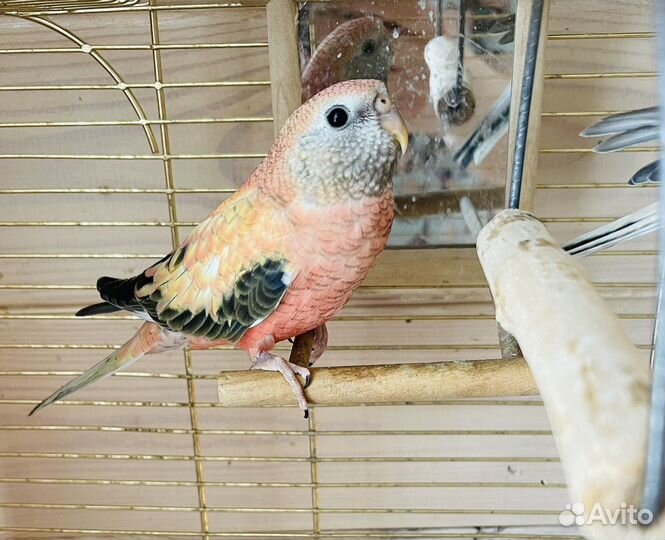 Орыс түкті жетілген әйелдермен жыныстық қатынас