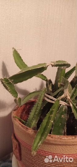 Драконий фрукт