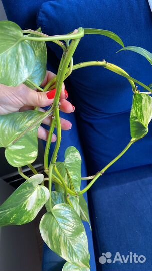 Эпимпремиум голд срезы