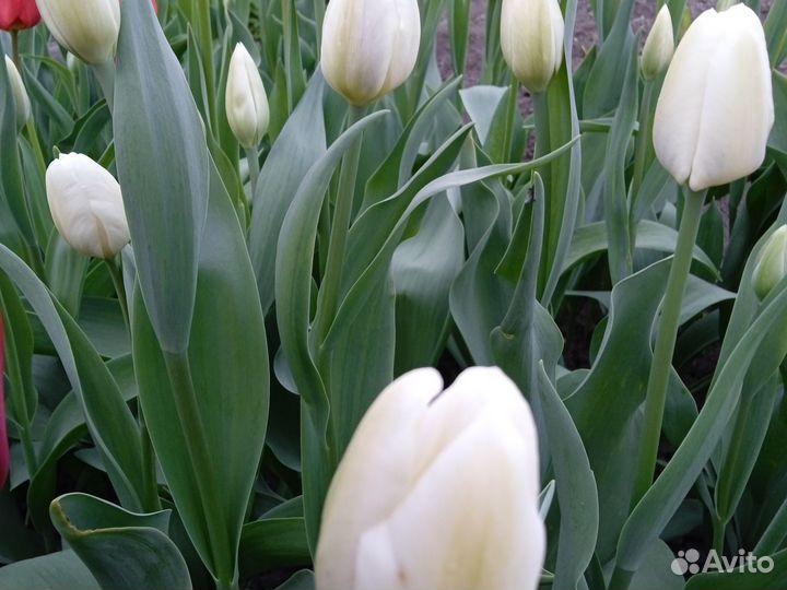 Букет тюльпанов