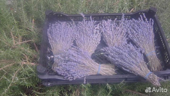 Лаванда оптом 90 р. Оптом. г. Севастополь