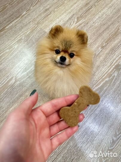 Печенье для собак