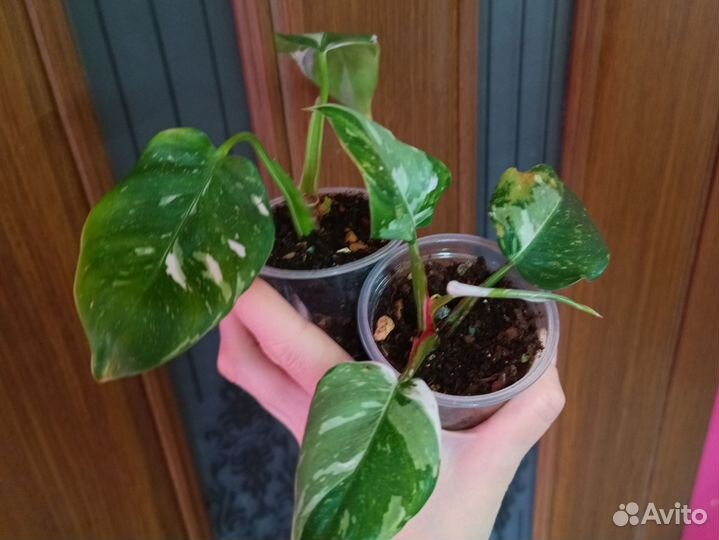 Филодендрон белая принцесса