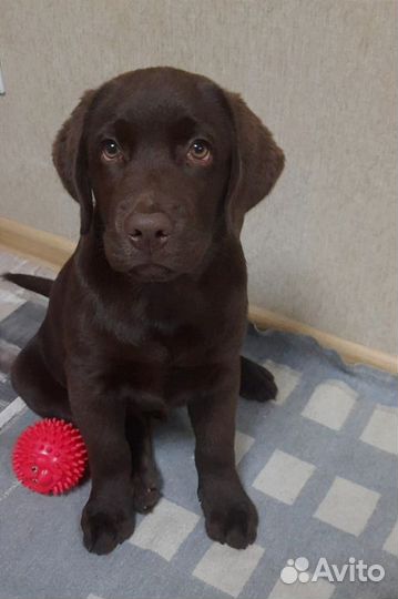 Щенок лабрадора ретривера шоколадного окраса