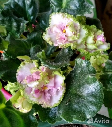 Фиалка сортовая Зеленая роза