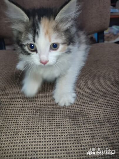 Котята отдам в добрые руки бесплатно