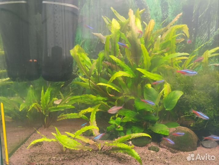 Аквариум с тумбой с рыбками