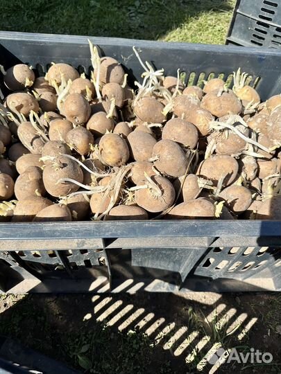 Картофель на посадку
