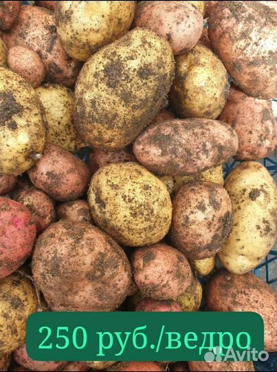 Картофель/ведро 250