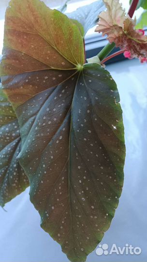 Бегония Королевская пятнистая или крапчатая