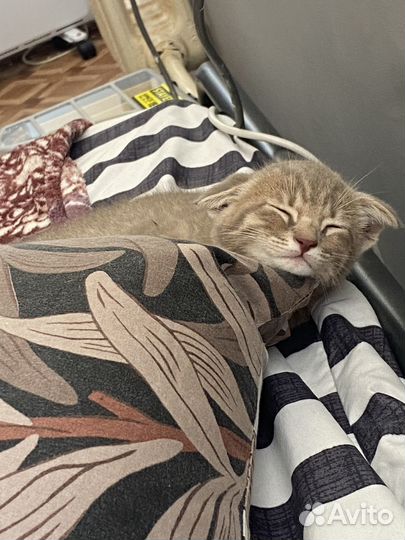Шотландская кошка