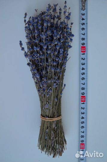 Лаванда (собрана в Крыму)