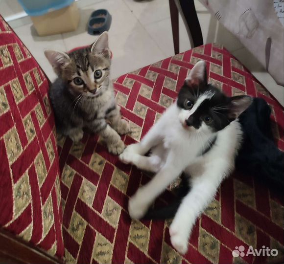 Кошки в добрые руки бесплатно