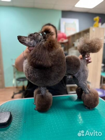 Груминг, стрижка собак, уход за животными