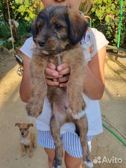 Маленькая собака в добрые руки