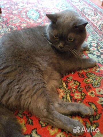 Британский кот