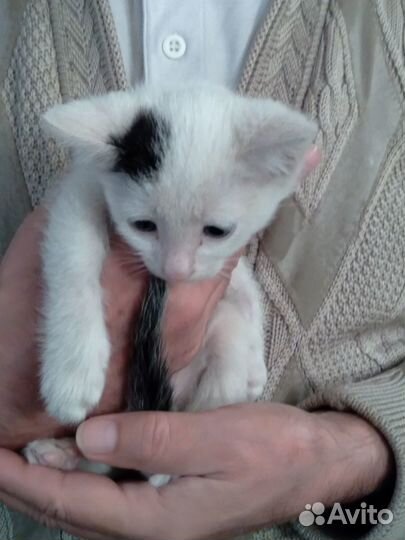 Умные котята