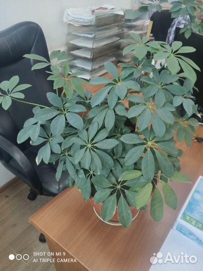 Комнатные цветы шефлера