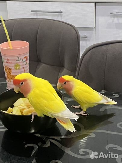 Попугаи неразлучники