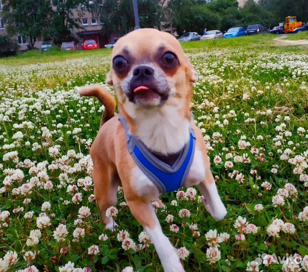 Вязка.Чихуахуа