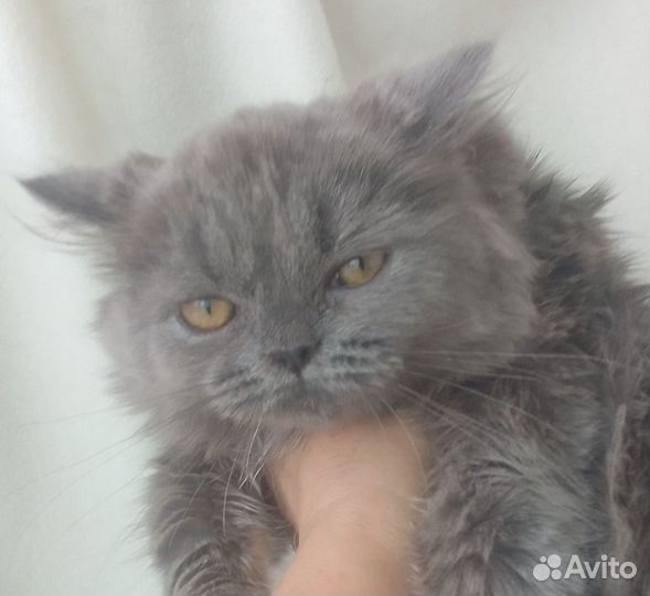 Британочка