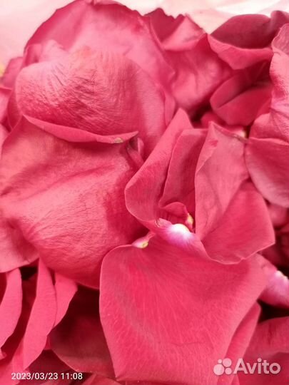 Лепестки роз