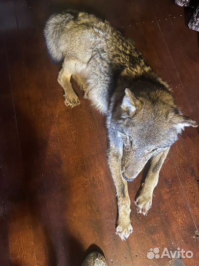 Чучело волка